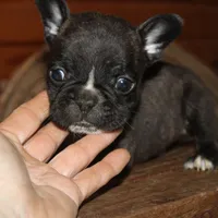 ButtercupB1, a male French Bulldog for sale in Wickliffe, KY – 1 of 7