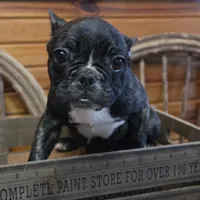 ButtercupB1, a male French Bulldog for sale in Wickliffe, KY – 7 of 7