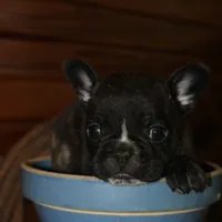 ButtercupB1, a male French Bulldog for sale in Wickliffe, KY – 2 of 7