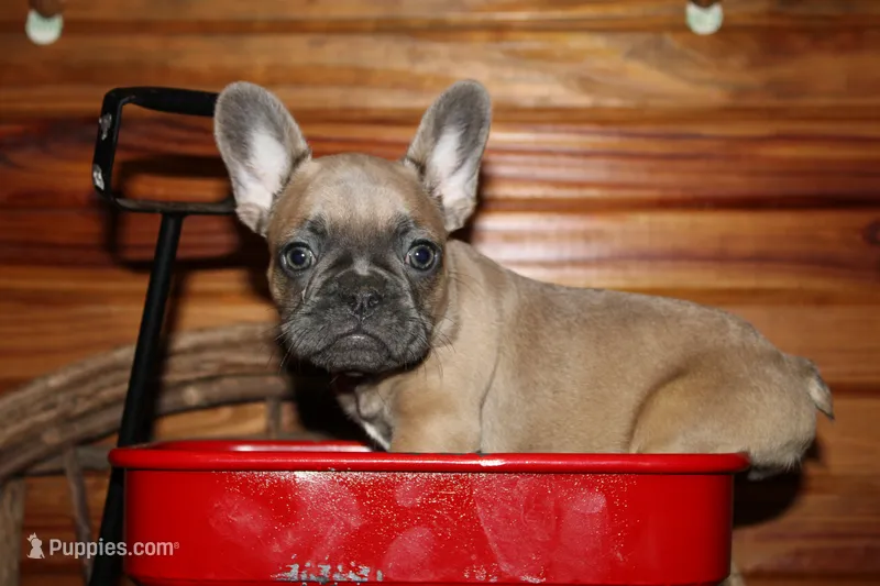 Caios B2 – French Bulldog puppy for sale in Wickliffe, KY