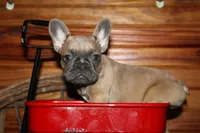 Caios B2, a male French Bulldog for sale in Wickliffe, KY – 1 of 6