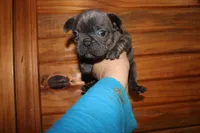 Caios G1, a female French Bulldog for sale in Wickliffe, KY – 7 of 7
