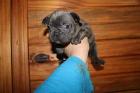 Caios G1, a female French Bulldog for sale in Wickliffe, KY – 5 of 7