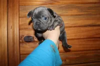Caios G1, a female French Bulldog for sale in Wickliffe, KY – 6 of 7