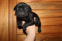Caios B1, a male French Bulldog for sale in Wickliffe, KY – 4 of 5