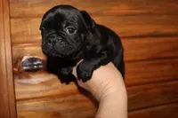 Caios B1, a male French Bulldog for sale in Wickliffe, KY – 5 of 5