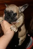 Caios G3, a female French Bulldog for sale in Wickliffe, KY – 2 of 5