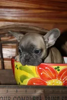 Caios G2, a female French Bulldog for sale in Wickliffe, KY – 3 of 7