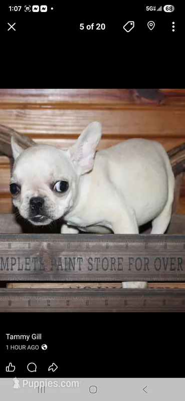 ButtercupG2 – French Bulldog puppy for sale in Wickliffe, KY