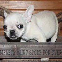 ButtercupG2, a female French Bulldog for sale in Wickliffe, KY – 1 of 5