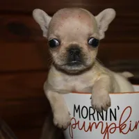 ButtercupG2, a female French Bulldog for sale in Wickliffe, KY – 3 of 5