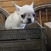 ButtercupG2, a female French Bulldog for sale in Wickliffe, KY – 2 of 5