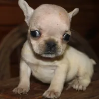 ButtercupG2, a female French Bulldog for sale in Wickliffe, KY – 4 of 5