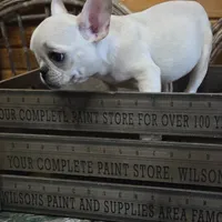 ButtercupG2, a female French Bulldog for sale in Wickliffe, KY – 5 of 5