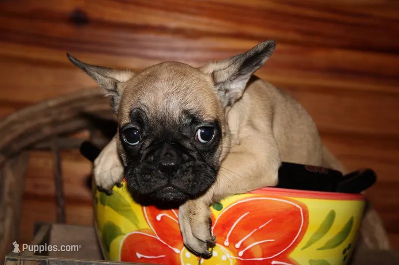 Caios G3 – French Bulldog puppy for sale in Wickliffe, KY