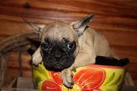 Caios G3, a female French Bulldog for sale in Wickliffe, KY – 1 of 5