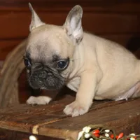 ButtercupB2, a male French Bulldog for sale in Wickliffe, KY – 2 of 7