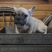 ButtercupB2, a male French Bulldog for sale in Wickliffe, KY – 4 of 7