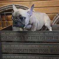 ButtercupB2, a male French Bulldog for sale in Wickliffe, KY – 5 of 7
