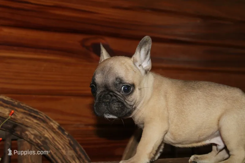 ButtercupB2 – French Bulldog puppy for sale in Wickliffe, KY