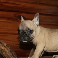 ButtercupB2, a male French Bulldog for sale in Wickliffe, KY – 1 of 7