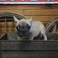 ButtercupB2, a male French Bulldog for sale in Wickliffe, KY – 6 of 7