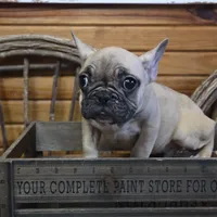 ButtercupB2, a male French Bulldog for sale in Wickliffe, KY – 3 of 7