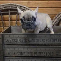 ButtercupB2, a male French Bulldog for sale in Wickliffe, KY – 7 of 7