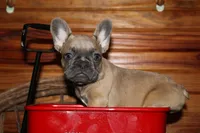 Caios B2, a male French Bulldog for sale in Wickliffe, KY – 2 of 6