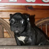 ButtercupG3, a female French Bulldog for sale in Wickliffe, KY – 5 of 7