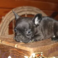 ButtercupG3, a female French Bulldog for sale in Wickliffe, KY – 2 of 7