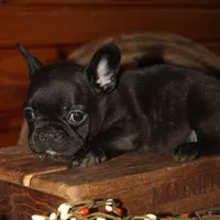 ButtercupG3, a female French Bulldog for sale in Wickliffe, KY – 3 of 7