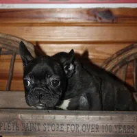 ButtercupG3, a female French Bulldog for sale in Wickliffe, KY – 4 of 7