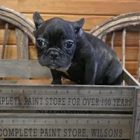 ButtercupG3, a female French Bulldog for sale in Wickliffe, KY – 6 of 7