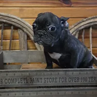 ButtercupG3, a female French Bulldog for sale in Wickliffe, KY – 7 of 7
