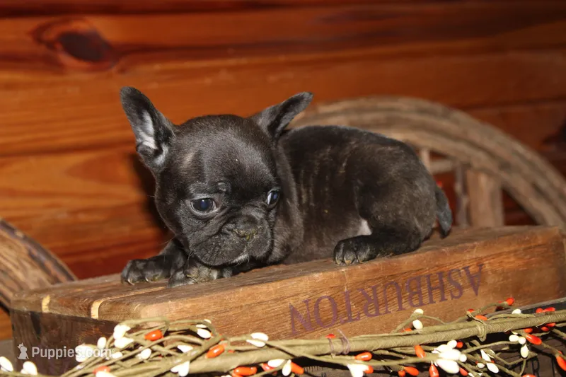 ButtercupG3 – French Bulldog puppy for sale in Wickliffe, KY