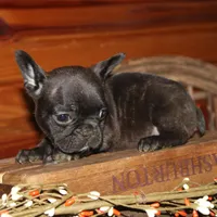 ButtercupG3, a female French Bulldog for sale in Wickliffe, KY – 1 of 7