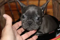 Caios G1, a female French Bulldog for sale in Wickliffe, KY – 2 of 7