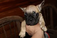 Caios G3, a female French Bulldog for sale in Wickliffe, KY – 3 of 5