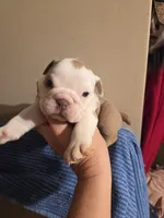 Jima b2, a male English Bulldog for sale in Wickliffe, KY – 2 of 2