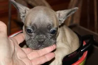Caios G2, a female French Bulldog for sale in Wickliffe, KY – 4 of 7