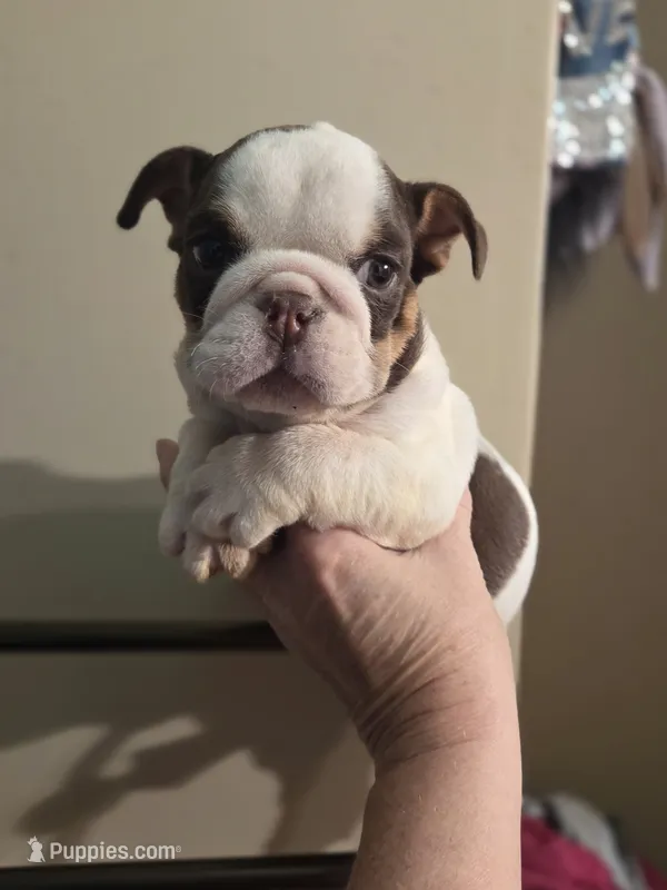 Snow b1 – English Bulldog puppy for sale in Wickliffe, KY