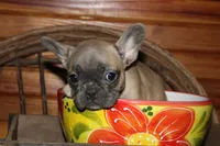 Caios G2, a female French Bulldog for sale in Wickliffe, KY – 2 of 7
