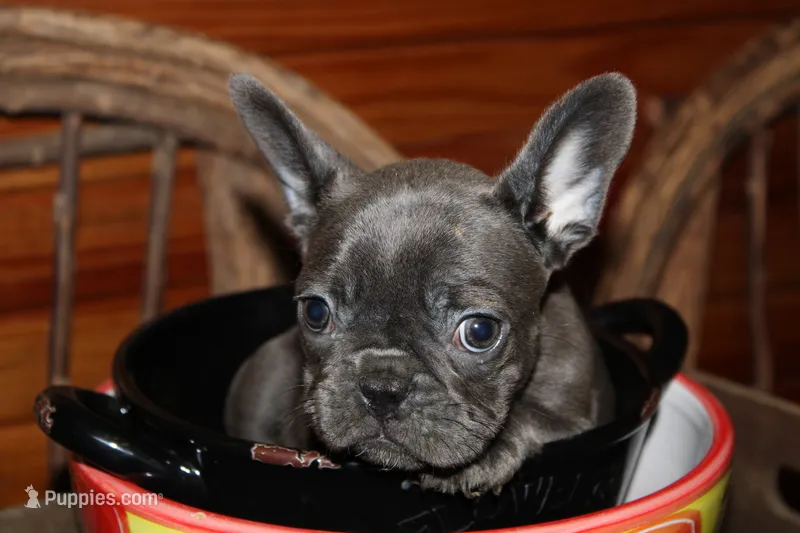Caios G1 – French Bulldog puppy for sale in Wickliffe, KY