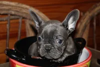 Caios G1, a female French Bulldog for sale in Wickliffe, KY – 1 of 7