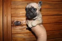 Caios G3, a female French Bulldog for sale in Wickliffe, KY – 5 of 5