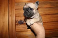 Caios G3, a female French Bulldog for sale in Wickliffe, KY – 4 of 5