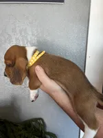 Chloe, a female Basset Hound for sale in Pittsburg, CA – 2 of 3
