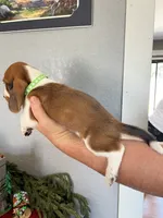 Snickers, a male Basset Hound for sale in Pittsburg, CA – 3 of 3