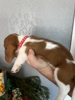 Rusty, a male Basset Hound for sale in Pittsburg, CA – 3 of 3